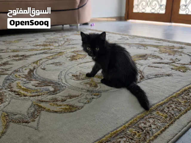 قط للتبني شيرازي اسود الأسم باغيرا