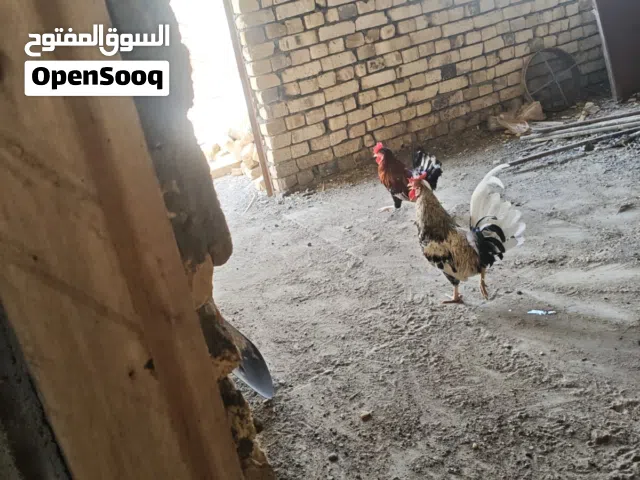 مطلوب بيض مال سمان 100 وحده