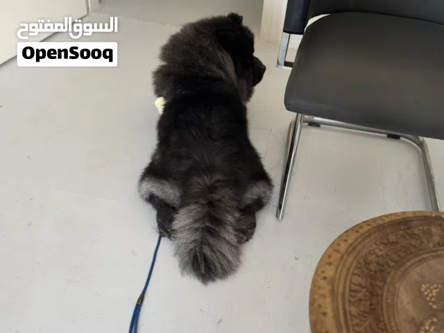 كلب تشاو تشاو