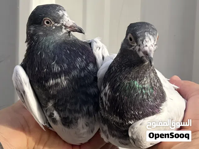حمام باكستاني،، من الانتاج اجواز جديدة ،، الاسعار فرصه للجميع بمستواهم ونسلهم ..