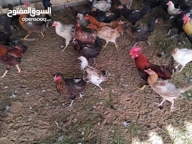 دجاج عربي وفيومي العمر 11شهر العدد 1000 دجاج يدحي الله يبارك