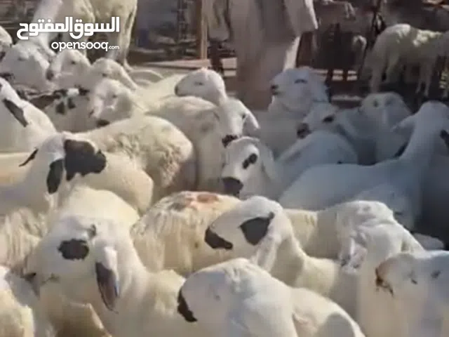 ذبايح للبيع سواكن شحم ولحم في الرياض