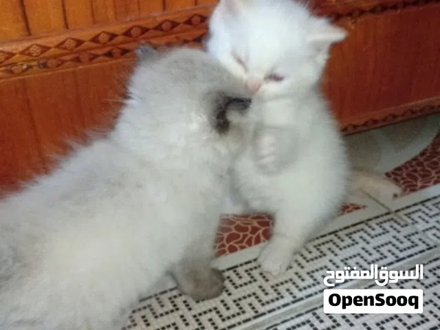 قطط البيع نضيفات العمر شهر و10