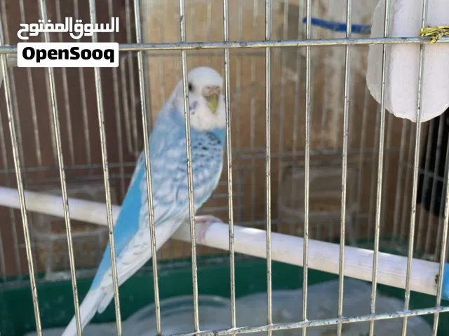 عصفورة حب للبيع