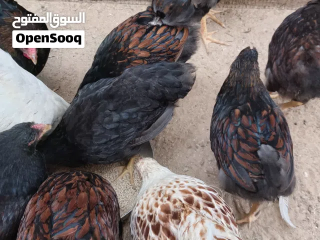 دجاج ون دوت الوان اصليات