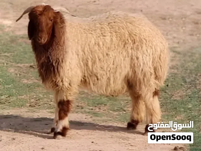 اضاحي للبيع في العين