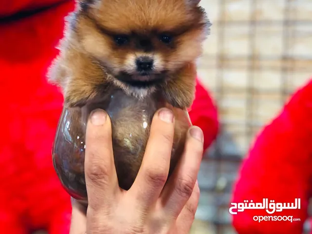 pomeranian puppy 2 months old