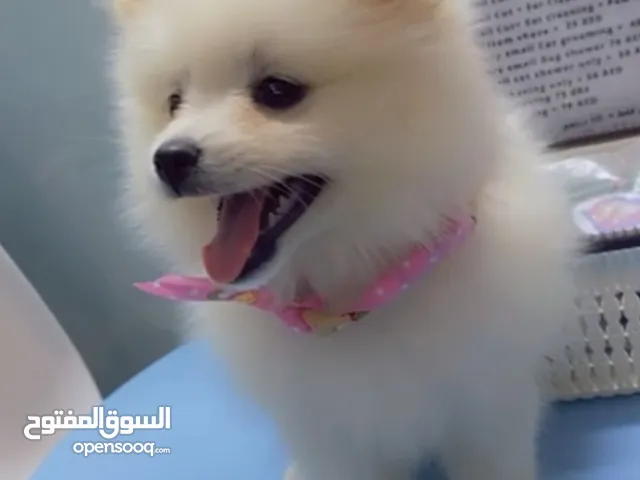كلاب للتبني في الإمارات : جميع الأعمار