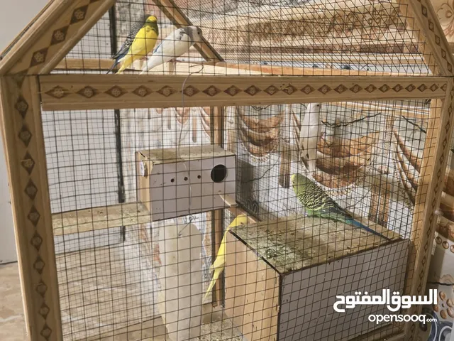 طيور حب مع القفص الزوج 10 آلاف دينار