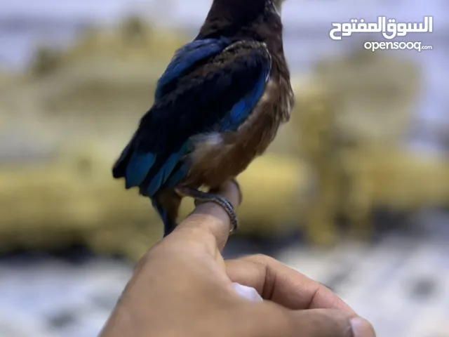 طائر الرفراف