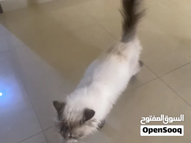 القطه موجوده في ابوظبي الي له خاطر يجي لها