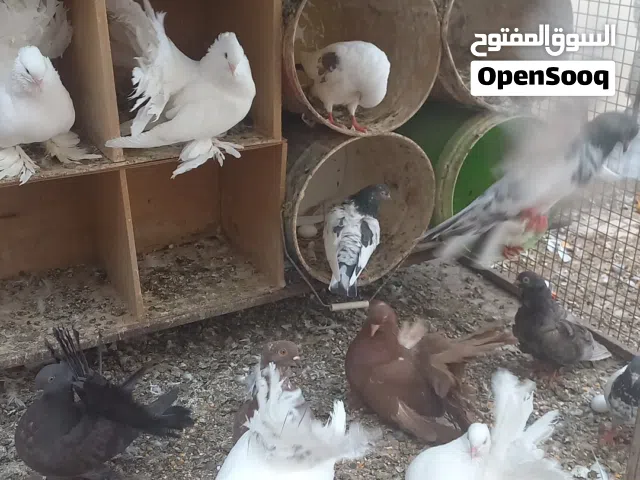 حمام مشكل زينه الوصف