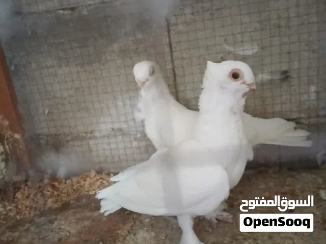 طير انجليزي