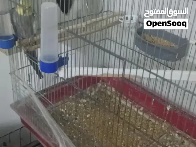 جوزين كوكتيل الفحول حبشيات والطواير لاتينو احجام جامبو  كل جوز تحته اربع بيضات