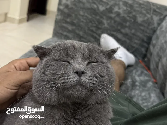 قطط سكوتش فولد للبيع