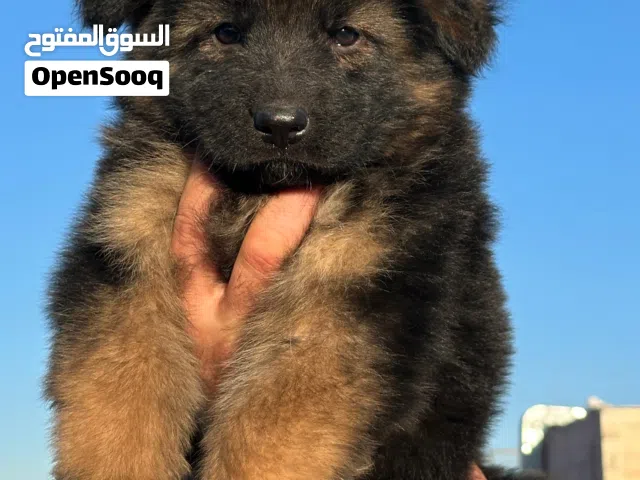 كلاب جيرمين شيبرد للبيع العمر شهرين