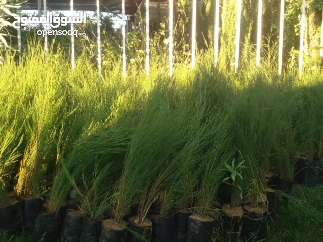 مشتل شمال إفريقيا