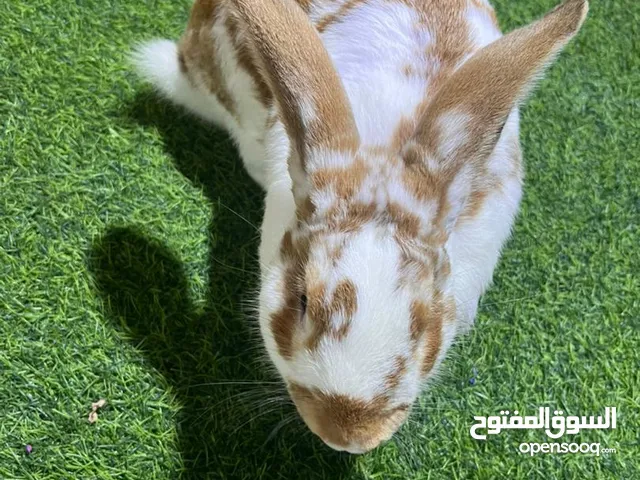 ارانب للبيع