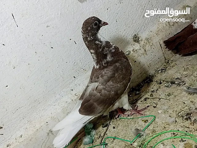 حمام للبيع
