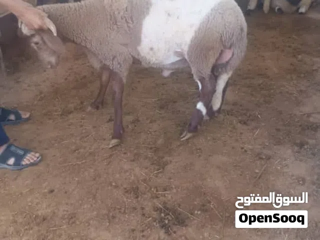خرفان للبيع