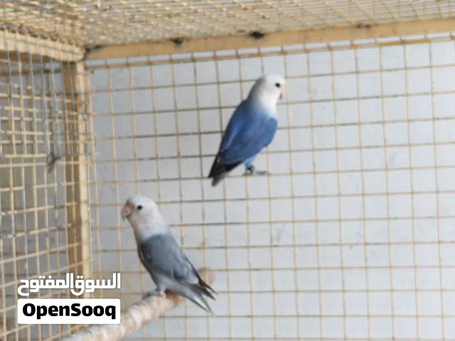 للبيع زوج روز و زوج بادجي هوجو و أنثى روز