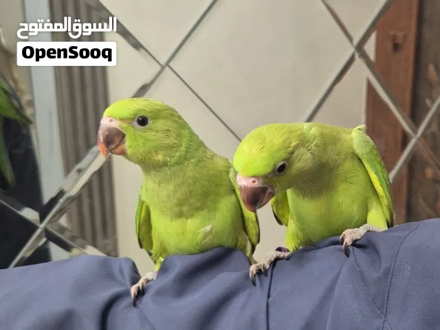 بيع فروخ دره
