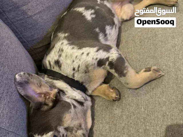 نشتري ونبيع جميع حيوانات