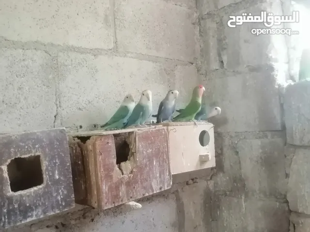 طيور روز للبيع