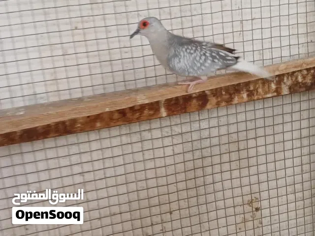 للبيع حمامة دوف