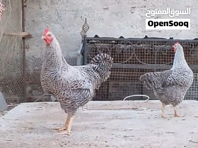 دجاج الامروك الحجم الضخم