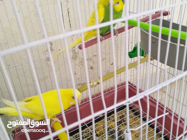 زوج طيور الحب باذجي شغال منتج من قبل وحاليا عنده بيض.