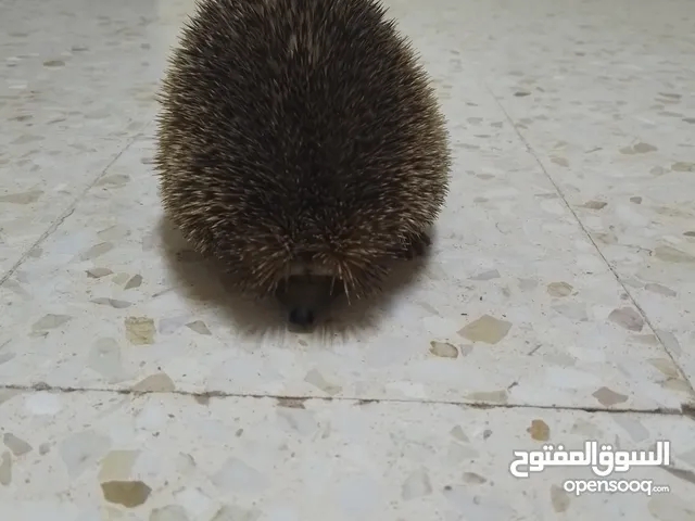 قنفد بري للبيع