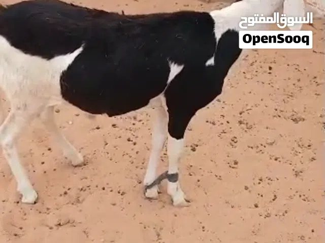 ويال زين ماشاءالله تبارك الله