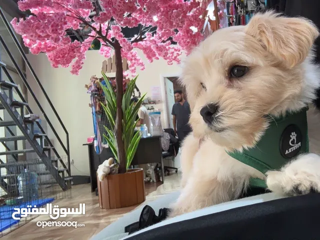 نوع الكلب مالتيبو ذكر عمره 3شهور ونص وعنده جواز وماخذ كل تطعيماته