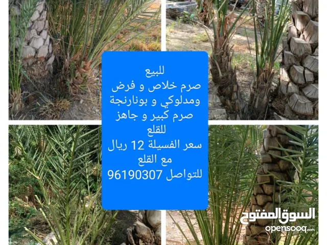 للبيع صرم خلاص و فرض و نغال ملويف بجودة طيبة