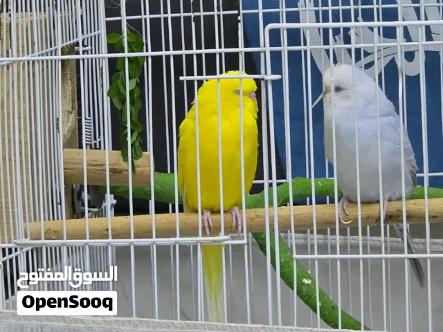 BUDGIE COUPLE FOR SALE