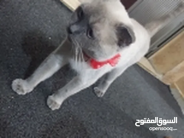 موجود قطه هيمالايا في اربد السعر30 قابل للموفاوضه