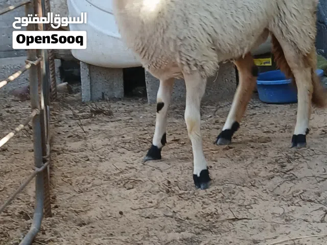 حوليه مبدلتش