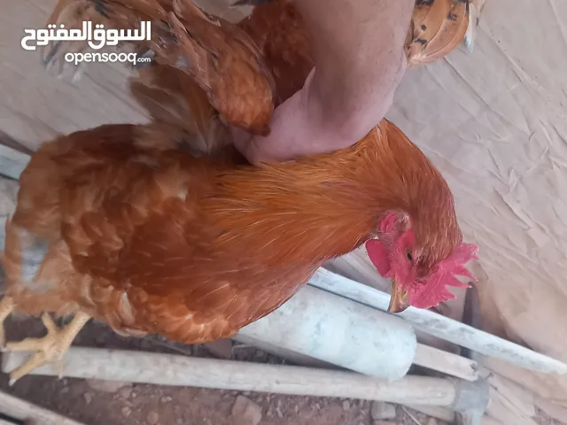 دجاج رومي بلدي