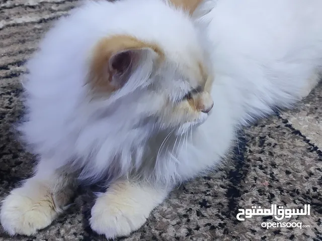 قطه شيرازي