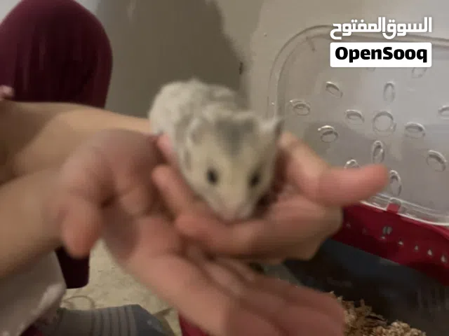 هامستر سوري صغير
