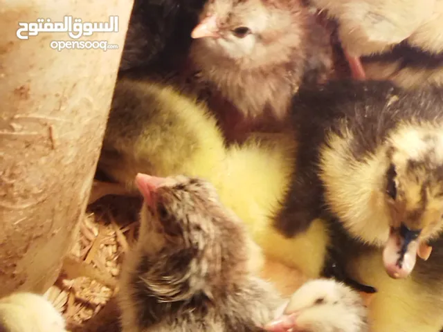 افراخ دجاج عرب الوان حلوه سعر الزوج 3500 افراخ بش سعر الزوج 3 الاف افراخ سمان سعر الزوج الف بط وز
