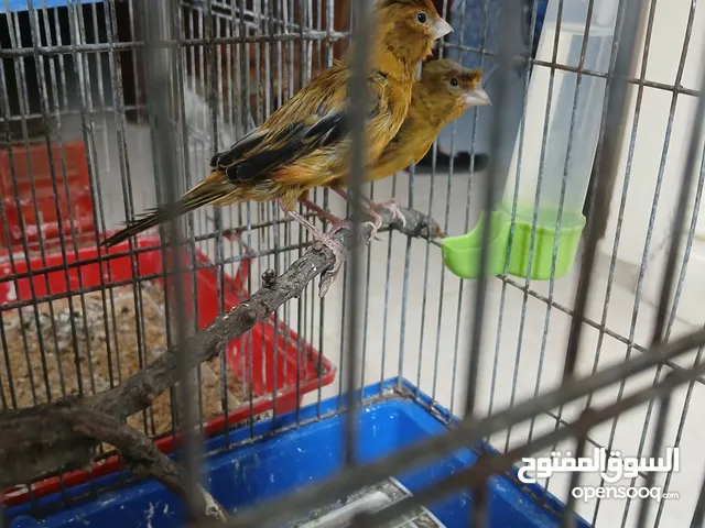 جوزين كنار جوز تحتو بيضتين او جوز بجهز يومين ثلاث ببيضو اقرء الوصف
