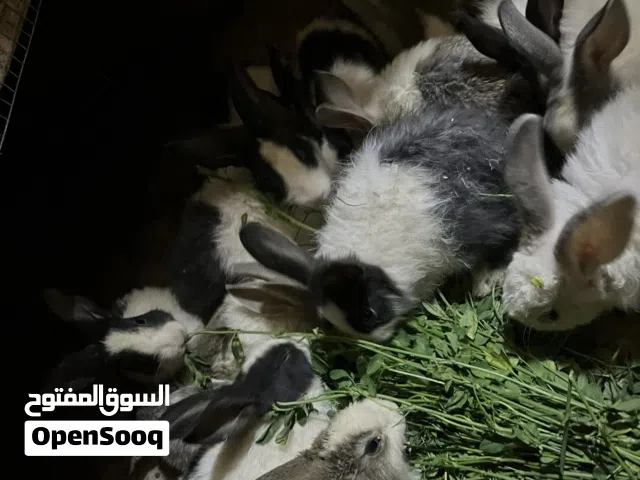 متوفر ارانب في متجرنا منتجات مضمونات صحيا ومن جميع النواحي