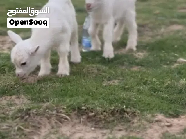 زوج ماعز قزم تشيكي للبيع