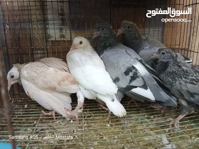 دجاج جوري الطازح