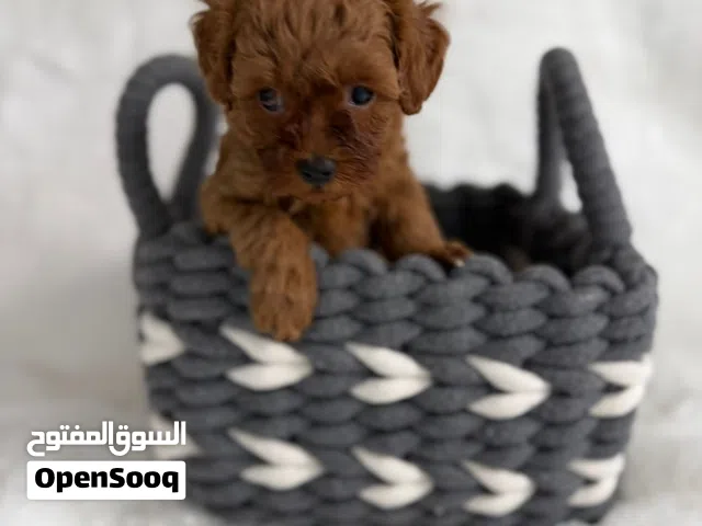 Toy Poodle