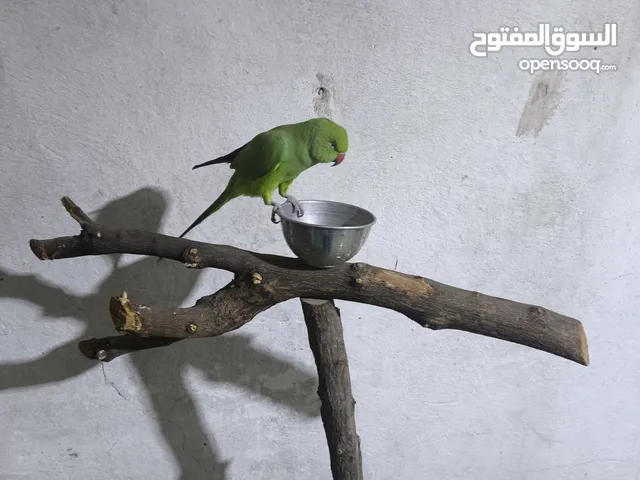 ببغاء دره هندي اليف100/100