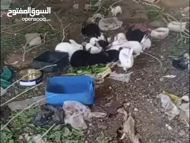 ارانب للبيع عدد 25