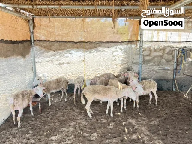 جعد أستراليات